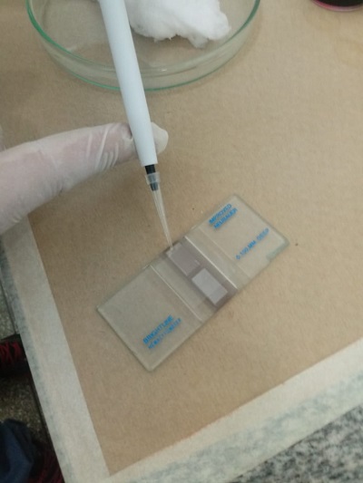 Manipulação de amostra para quantificar leucócitos totais de células de camundongos